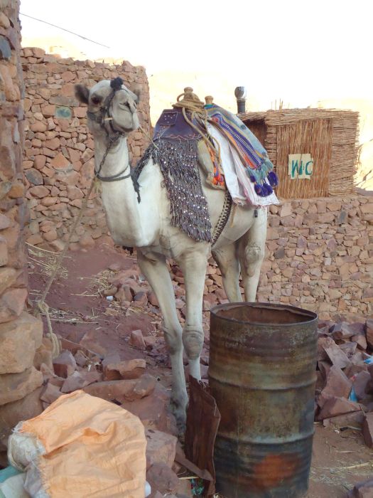 33_camel.jpg